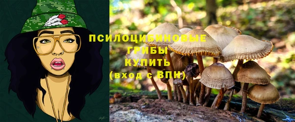 шишки Аркадак